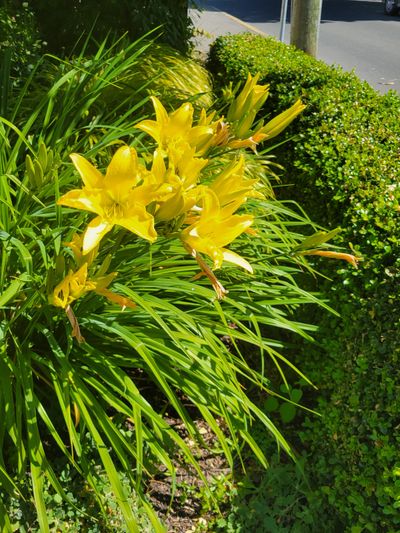a lily type bush with delicate red flowers