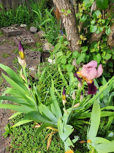deep purple and yellow bearded irises, just about ready to burst open, with one bloom fully open and flopped over