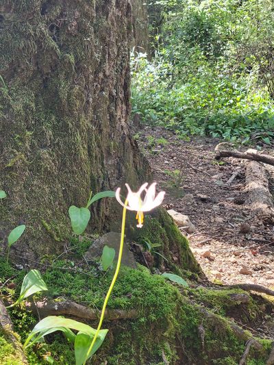delicate spring flower at base of a large tree, Thetis Lake