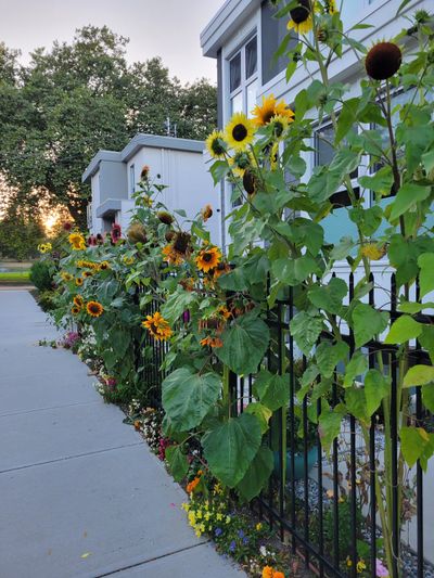 A row of yellow and orange sunflowers in the front garden of a home on Pendergast Street, Victoria, with the sun setting in the background