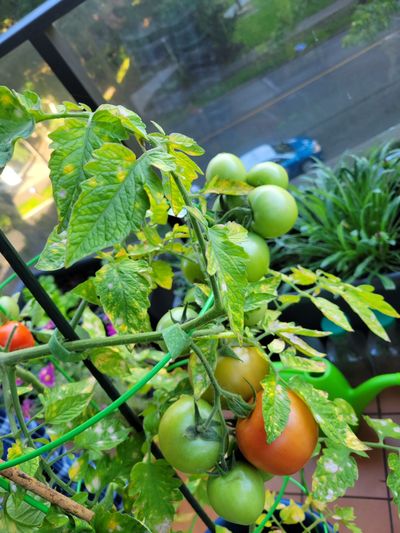 a heavy cluster of tomatoes at the top of a tall plant