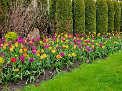 yellow and purple tulip bed, Empress Hotel, Victoria