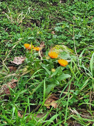 tiny yellow wildflower in the grass, Dallas Road, Victoria