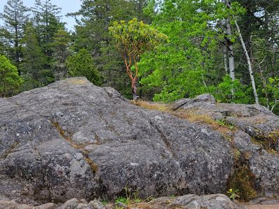 arbutus tree