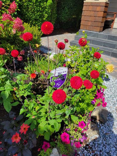 a cluster of deep red dahlias, James Bay, Victoria.