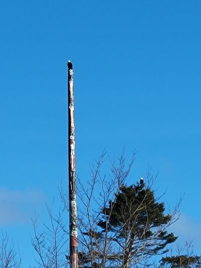 two bald eagles perched high overhead, Beacon Hill Park
