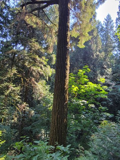 A massive Douglas Fir tree, McKenzie Bight Trail