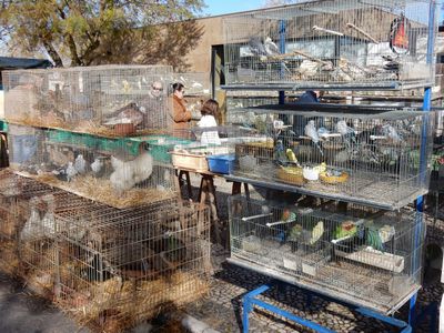 live birds in stacked cages; from ducks to budgies.