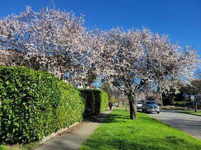 two cherry trees so full of white blooms that they merge into one mass, May Street, Victoria.