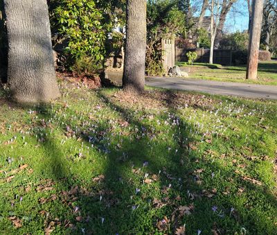 A lawn covered in pale purple crocuses, in dappled sunlight due to the shadows of several large trees