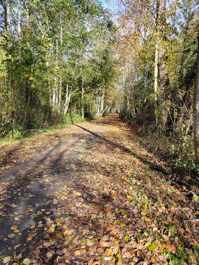 a view of a long, straight bike path through a forest, with the trees and ground covered in red and orange leaves