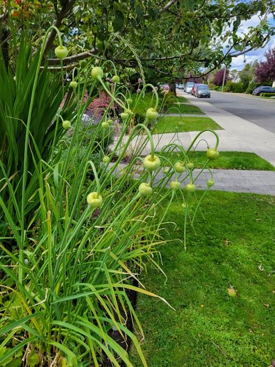 massive garlic scapes in an Oak Bay garden