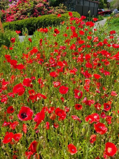 a mass of poppies growing on a streetside boulevard
