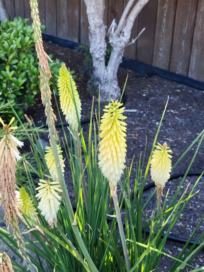 A 'Red Hot Poker' flower that is all yellow, instead of red and yellow.