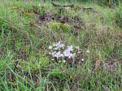 a tiny cluster of pale white fall crocuses, Victoria