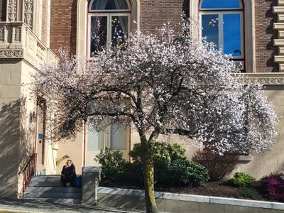 a white tree in full bloom, Humboldt Street, Victoria