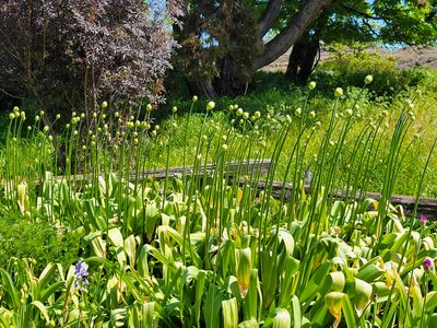 A bed of long stemmed flowers, with the flower heads still waiting to open, Beacon Hill Park