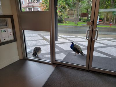 a peacock couple waiting outside the door of my apartment