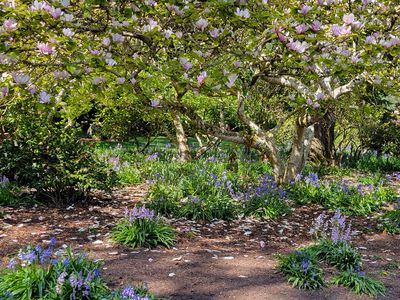 a swath of blue camas at the base of a flowering magnolia tree, with falling petals from the magnolia all mixed in, Beacon Hill Park