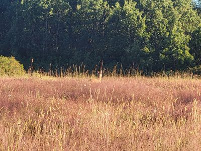 fawn's head poking out of the tall grass