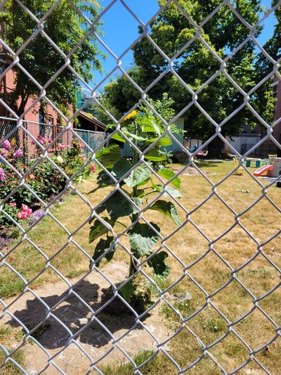 sunflower planted in the middle of a bare lawn, behind a chainlink fence