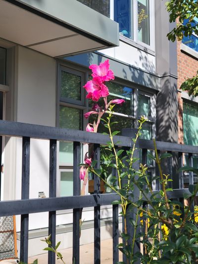 Pink Gladiolus, James Bay, Victoria