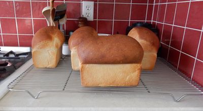 loaves out of their pans, cooling on a rack