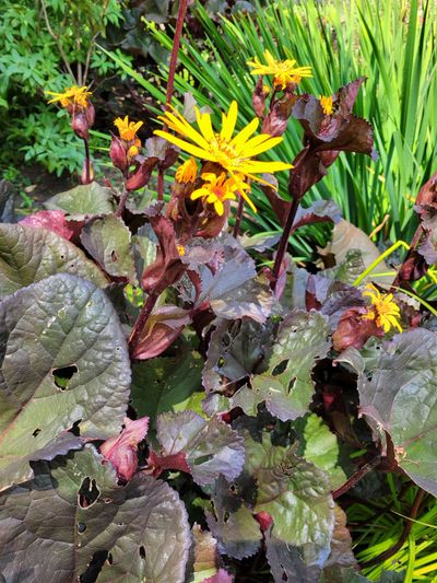 A Leopard Plant, Government House grounds. One metre tall, deep purple, succulent leaves with bright yellow flowers