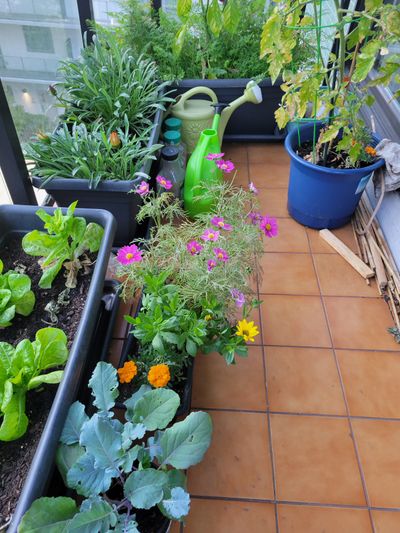 long shot of my balcony garden