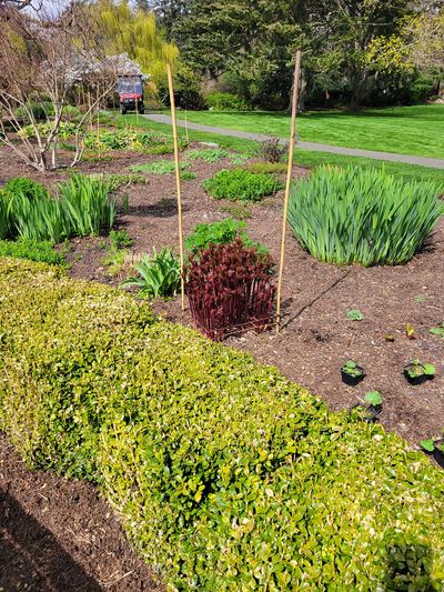 Peony stems pushing through the ground, Beacon Hill Park