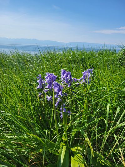 Camas flowers in the tall grass, with ocean and mountains in the background, Dallas Road, Victoria