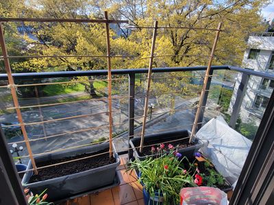 two pea trellises installed in my garden beds