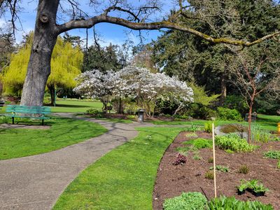 cherry tree in full bloom, with a huge oak branch above and a leafy willow behind, Beacon Hill Park