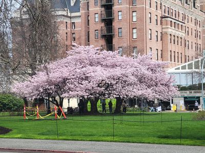 The 'big three' cherry trees beside the Empress Hotel, in full flower