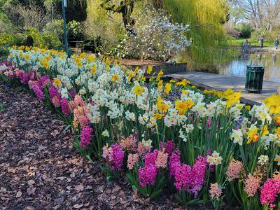 mass planting of spring blubs, Beacon Hill Park