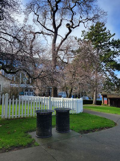 the 'Helmcken House' tree, with tiny white blossoms, just about to unfurl, Thunderbird Park, Victoria