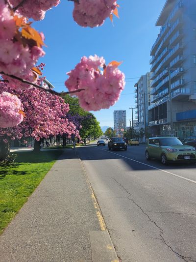 isolated clump of pink blossoms on a full tree, Victoria