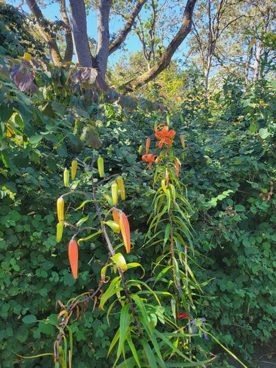 Tiger Lilies at Beacon Hill Park