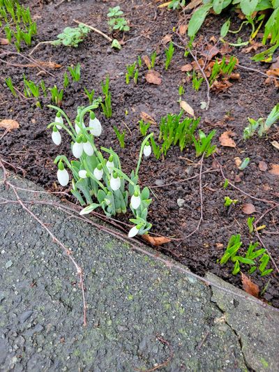 the first snowdrops I've seen in 2025, from a front garden in Fairfield, Victoria BC