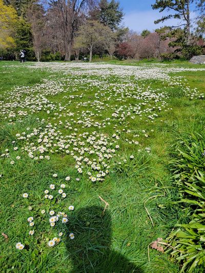 swathe of wild daisies in the grass, Beacon Hill Park