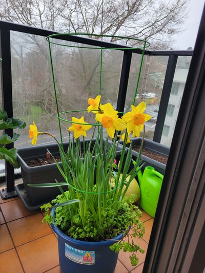 my potted daffodils in full bloom, looking tall and large