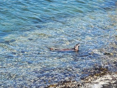 a blurry, zoomed in photo of an otter eating a fish
