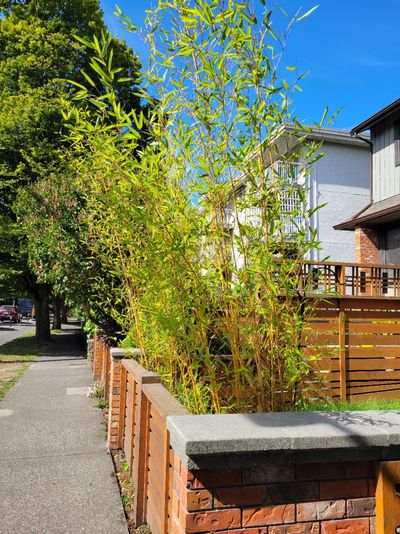 long, tender, golden bamboo stalks in a front garden, James Bay, Victoria