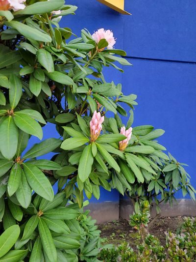 rhododendron beginning to flower, only half open