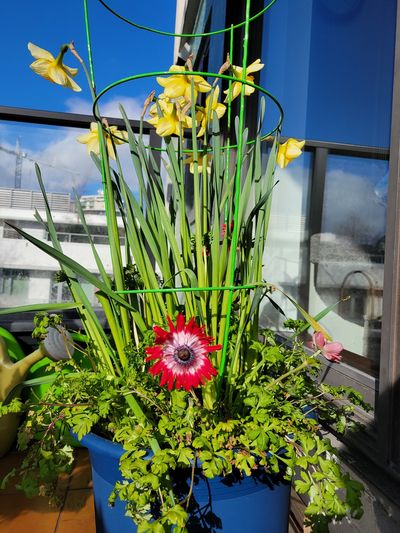 Poppy anenome with red petals and a white inner petal, staring straight at the lens, with yellow daffodils rising above.