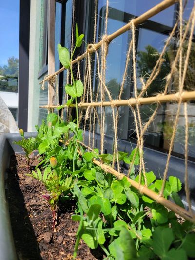 pea shoots in my garden bed, with one shoot exceptionally high