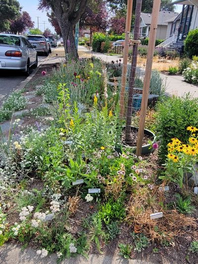 A well labelled boulevard garden, Oaklands, Victoria BC
