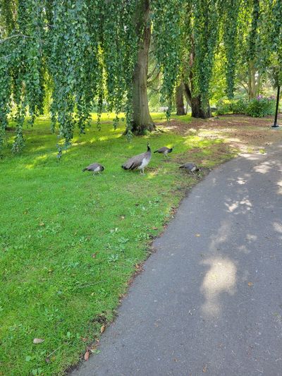three young peacocks with their protective mother, Beacon Hill Park, Victoria