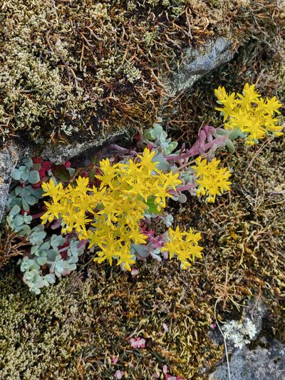 a closeup of wild sedums growing out of a rocky crevasse. Tiny, pale green leaves, red flower stems and bright yellow flowers. These are tiny plants but very beautiful